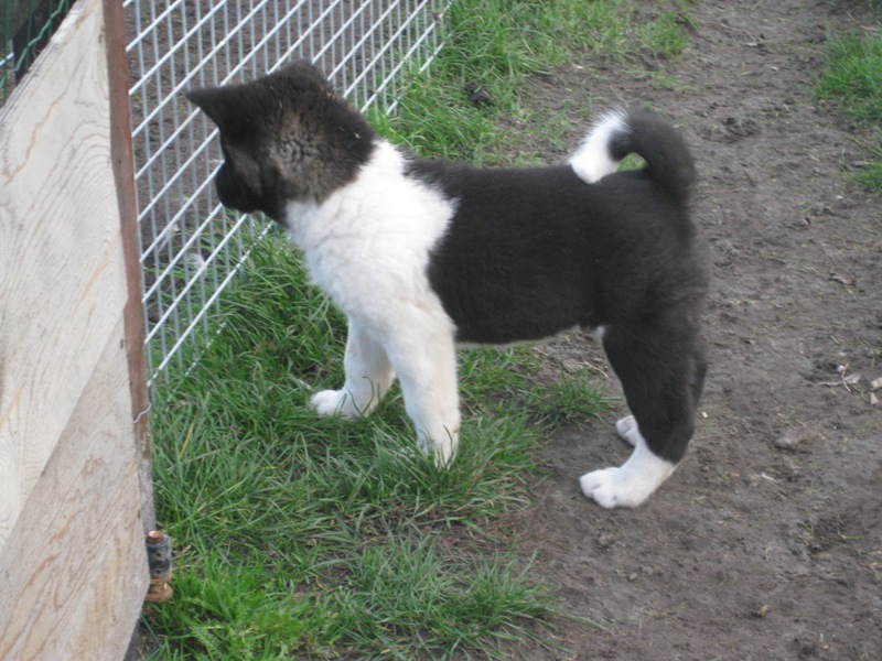 Puppies